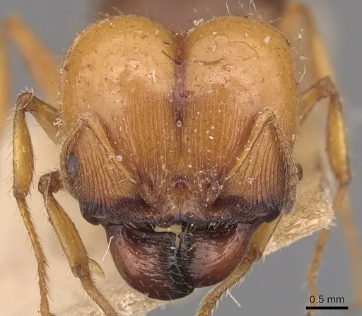 Pheidole hartmeyeri specimen