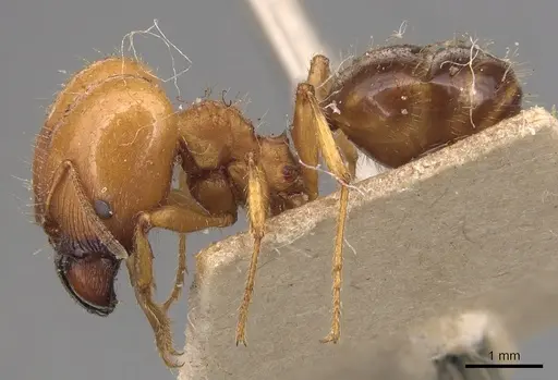 Pheidole hartmeyeri specimen