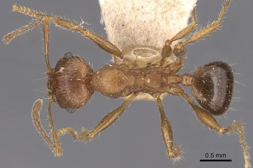 Pheidole hartmeyeri - CASENT0904305