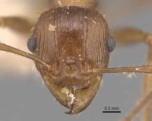 Pheidole hartmeyeri - CASENT0904305