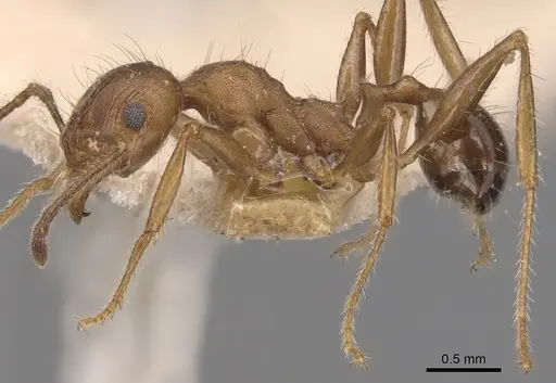 Pheidole hartmeyeri - CASENT0904305
