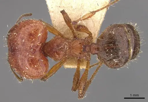 Pheidole hartmeyeri - CASENT0908041
