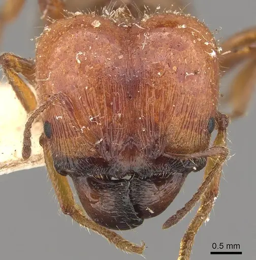 Pheidole hartmeyeri - CASENT0908041