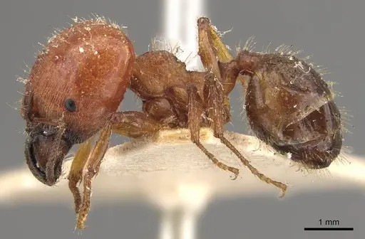 Pheidole hartmeyeri - CASENT0908041