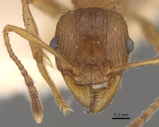 Pheidole hartmeyeri - CASENT0908042