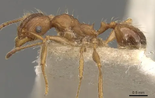 Pheidole hartmeyeri - CASENT0908042