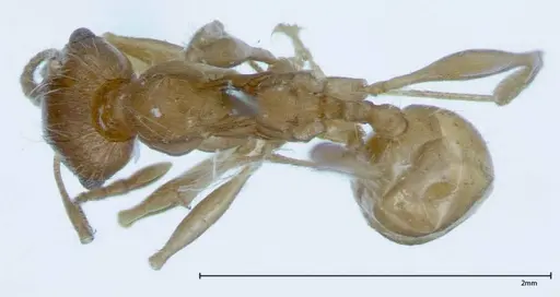 Pheidole hartmeyeri - FOCOL0030