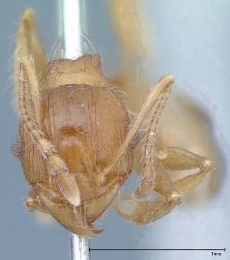 Pheidole hartmeyeri - FOCOL0030