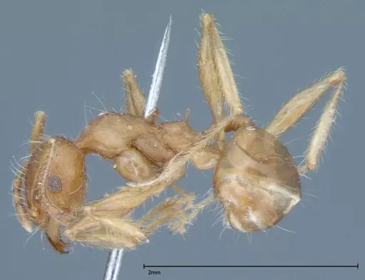 Pheidole hartmeyeri - FOCOL0030