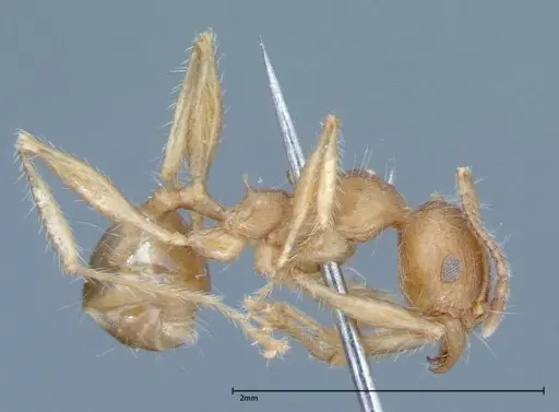 Pheidole hartmeyeri - FOCOL0030