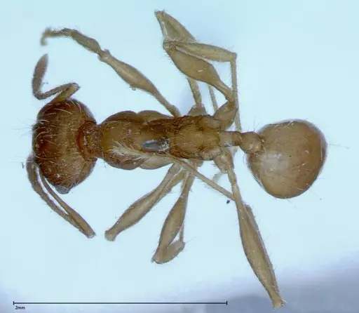 Pheidole hartmeyeri - FOCOL0031
