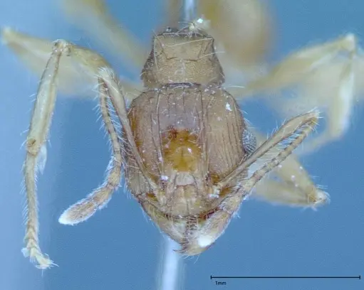 Pheidole hartmeyeri - FOCOL0031