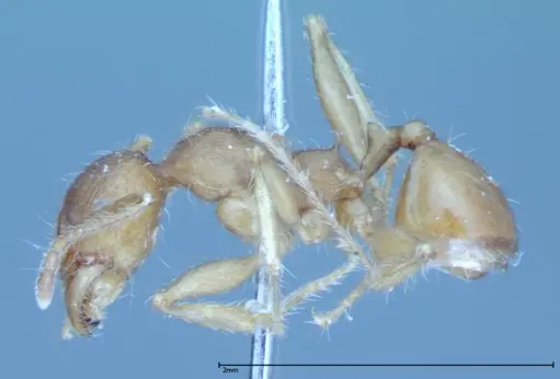Pheidole hartmeyeri - FOCOL0031