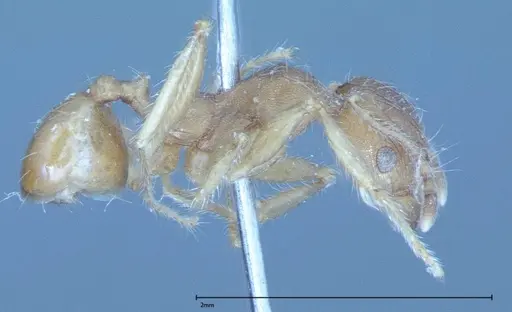 Pheidole hartmeyeri - FOCOL0031