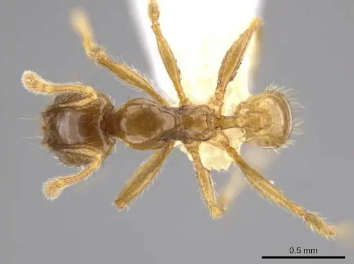 Pheidole hasticeps specimen