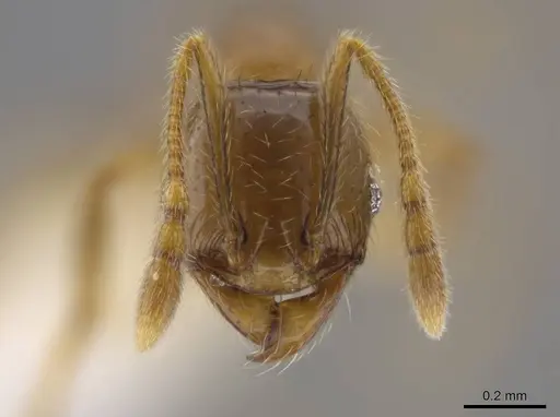 Pheidole hasticeps specimen