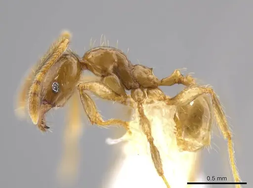 Pheidole hasticeps specimen