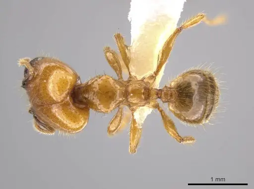 Pheidole hasticeps - CASENT0609378