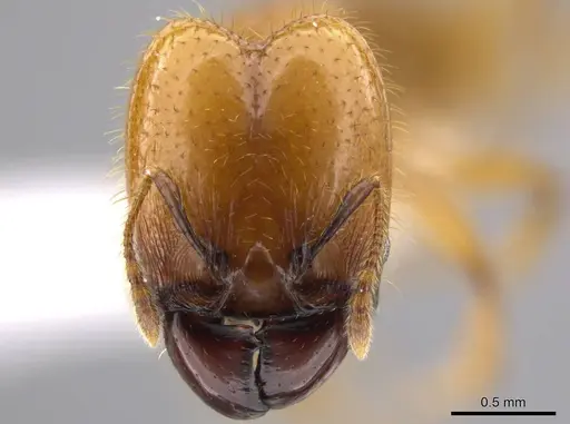Pheidole hasticeps - CASENT0609378