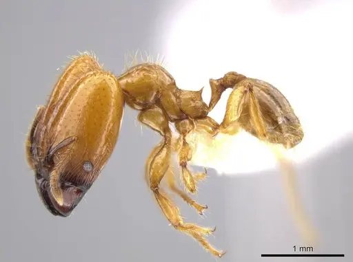 Pheidole hasticeps - CASENT0609378