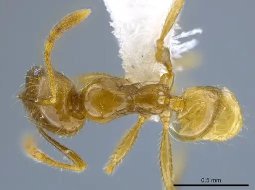 Pheidole hasticeps - CASENT0611967