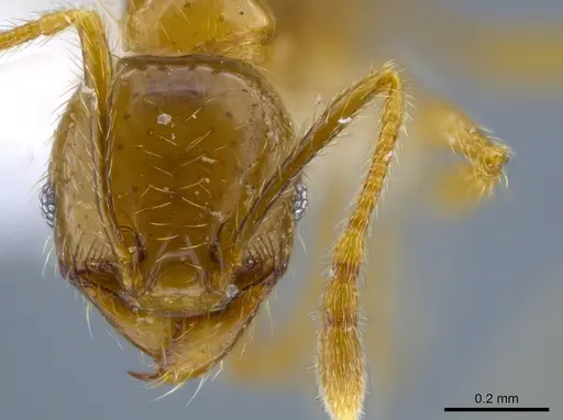 Pheidole hasticeps - CASENT0611967