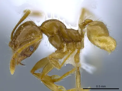 Pheidole hasticeps - CASENT0611967