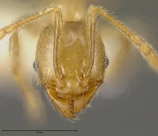 Pheidole hasticeps - CASENT0635471