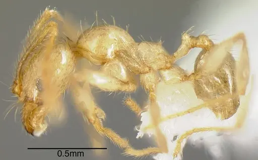 Pheidole hasticeps - CASENT0635471