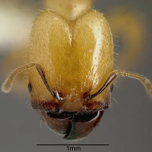 Pheidole hasticeps - JTLC000005311