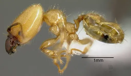 Pheidole hasticeps - JTLC000005311
