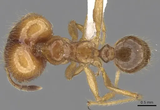 Pheidole havilandi specimen