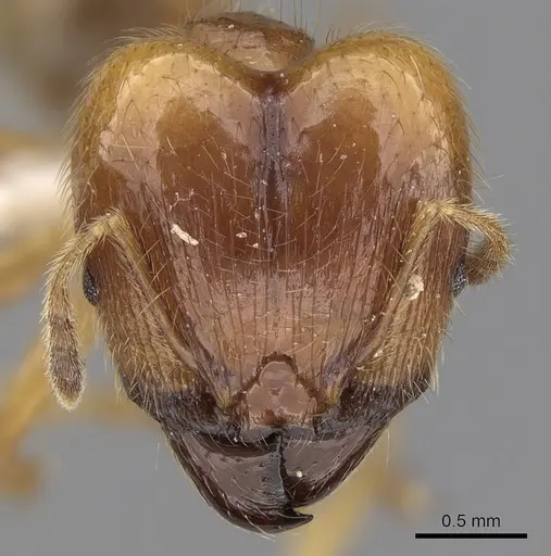 Pheidole havilandi specimen