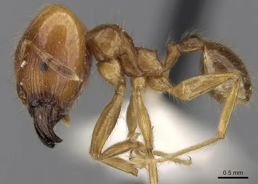 Pheidole havilandi specimen