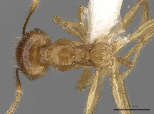 Pheidole havilandi - CASENT0281719