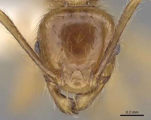 Pheidole havilandi - CASENT0281719