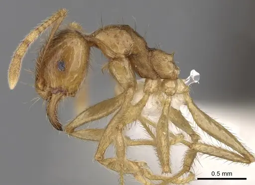 Pheidole havilandi - CASENT0281719