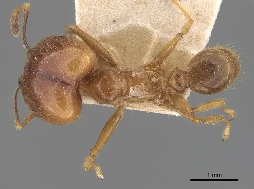 Pheidole havilandi - CASENT0907883