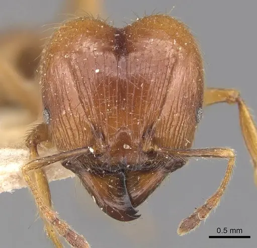 Pheidole havilandi - CASENT0907883