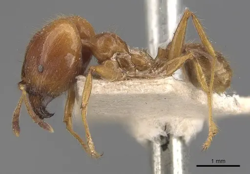 Pheidole havilandi - CASENT0907883