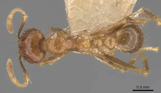 Pheidole havilandi - CASENT0907884