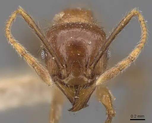 Pheidole havilandi - CASENT0907884