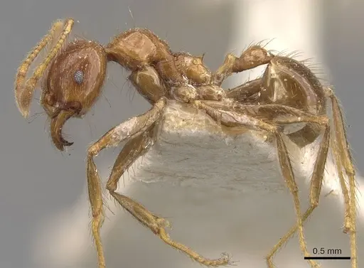 Pheidole havilandi - CASENT0907884