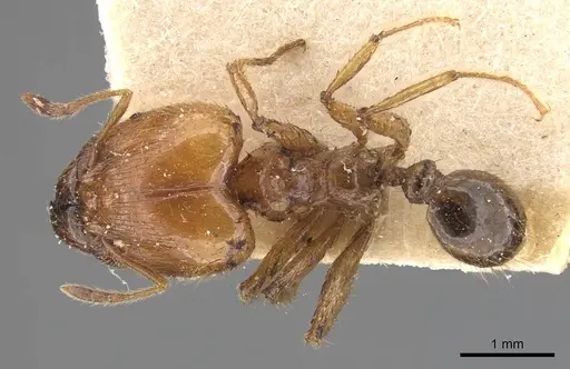 Pheidole havilandi - CASENT0907885