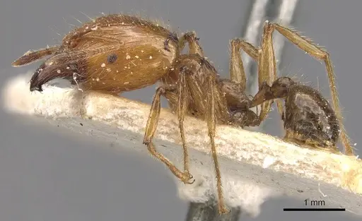 Pheidole havilandi - CASENT0907885