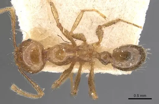 Pheidole havilandi - CASENT0907886