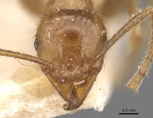 Pheidole havilandi - CASENT0907886