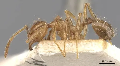 Pheidole havilandi - CASENT0907886