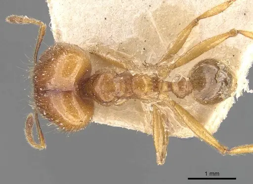 Pheidole havilandi - CASENT0907887