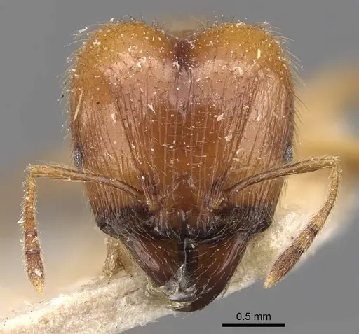 Pheidole havilandi - CASENT0907887